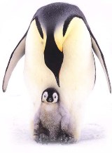 penguin with chick