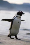 penguin walk near water